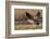 Greater Canada goose taking off from farmers field-Ken Archer-Framed Photographic Print