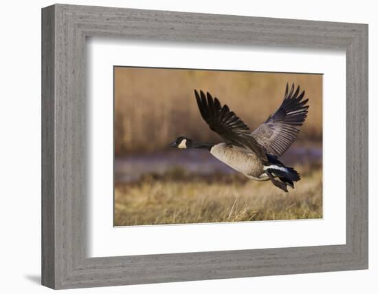 Greater Canada goose taking off from farmers field-Ken Archer-Framed Photographic Print