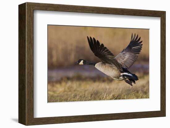 Greater Canada goose taking off from farmers field-Ken Archer-Framed Photographic Print