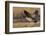 Greater Canada goose taking off from farmers field-Ken Archer-Framed Photographic Print