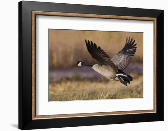 Greater Canada goose taking off from farmers field-Ken Archer-Framed Photographic Print