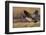 Greater Canada goose taking off from farmers field-Ken Archer-Framed Photographic Print