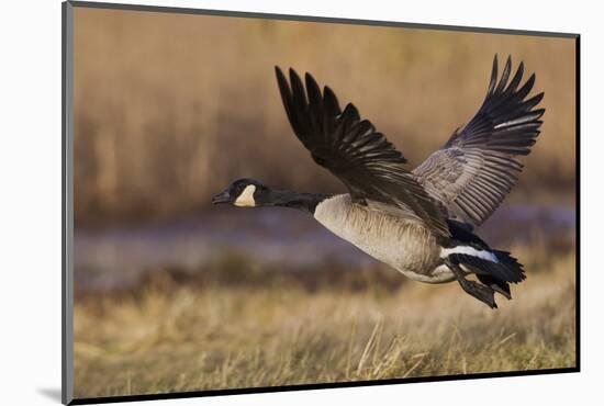 Greater Canada goose taking off from farmers field-Ken Archer-Mounted Photographic Print