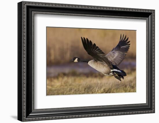 Greater Canada goose taking off from farmers field-Ken Archer-Framed Photographic Print