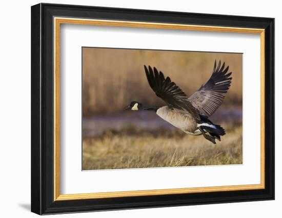 Greater Canada goose taking off from farmers field-Ken Archer-Framed Photographic Print