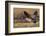 Greater Canada goose taking off from farmers field-Ken Archer-Framed Photographic Print