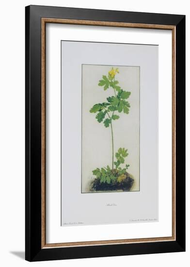 Greater Celandine-Albrecht Dürer-Framed Art Print