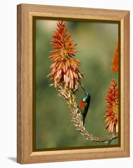 Greater Doublecollared Sunbird (Nectarinia Afra), Giant's Castle, South Africa, Africa-Steve & Ann Toon-Framed Premier Image Canvas