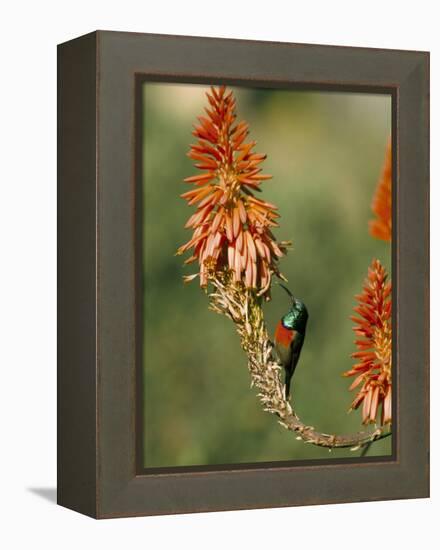 Greater Doublecollared Sunbird (Nectarinia Afra), Giant's Castle, South Africa, Africa-Steve & Ann Toon-Framed Premier Image Canvas