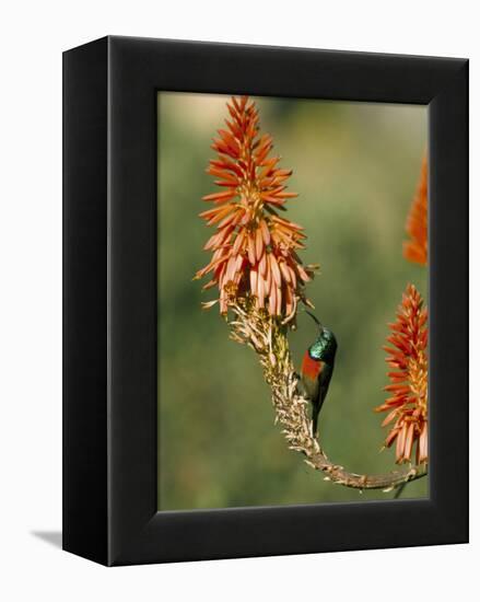 Greater Doublecollared Sunbird (Nectarinia Afra), Giant's Castle, South Africa, Africa-Steve & Ann Toon-Framed Premier Image Canvas