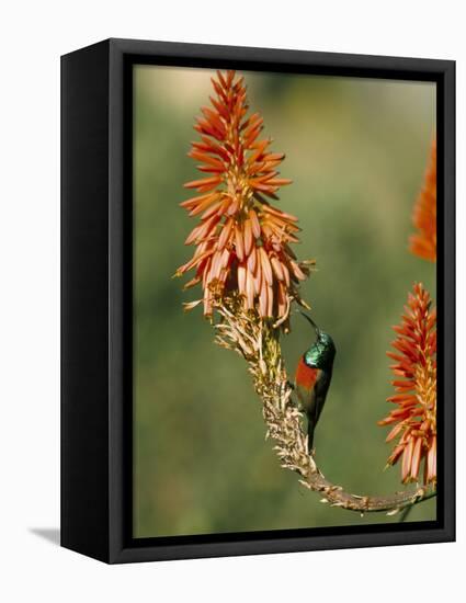 Greater Doublecollared Sunbird (Nectarinia Afra), Giant's Castle, South Africa, Africa-Steve & Ann Toon-Framed Premier Image Canvas