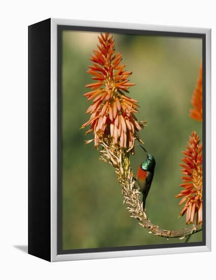 Greater Doublecollared Sunbird (Nectarinia Afra), Giant's Castle, South Africa, Africa-Steve & Ann Toon-Framed Premier Image Canvas