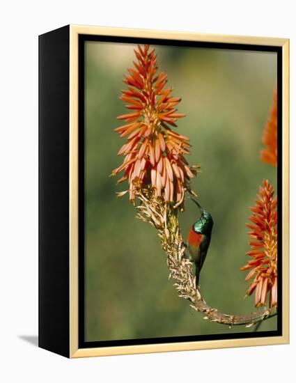 Greater Doublecollared Sunbird (Nectarinia Afra), Giant's Castle, South Africa, Africa-Steve & Ann Toon-Framed Premier Image Canvas