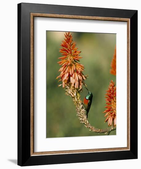 Greater Doublecollared Sunbird (Nectarinia Afra), Giant's Castle, South Africa, Africa-Steve & Ann Toon-Framed Photographic Print