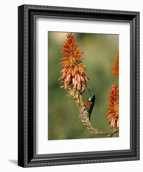 Greater Doublecollared Sunbird (Nectarinia Afra), Giant's Castle, South Africa, Africa-Steve & Ann Toon-Framed Photographic Print