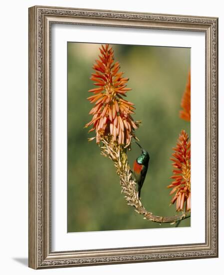 Greater Doublecollared Sunbird (Nectarinia Afra), Giant's Castle, South Africa, Africa-Steve & Ann Toon-Framed Photographic Print