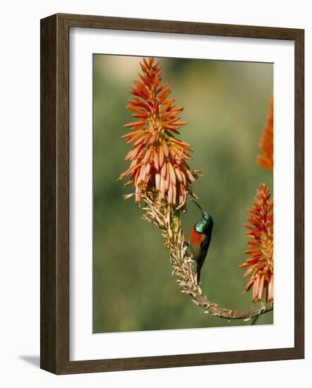 Greater Doublecollared Sunbird (Nectarinia Afra), Giant's Castle, South Africa, Africa-Steve & Ann Toon-Framed Photographic Print