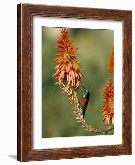 Greater Doublecollared Sunbird (Nectarinia Afra), Giant's Castle, South Africa, Africa-Steve & Ann Toon-Framed Photographic Print