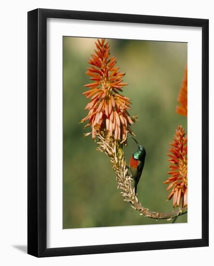 Greater Doublecollared Sunbird (Nectarinia Afra), Giant's Castle, South Africa, Africa-Steve & Ann Toon-Framed Photographic Print