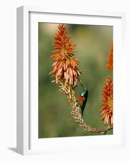 Greater Doublecollared Sunbird (Nectarinia Afra), Giant's Castle, South Africa, Africa-Steve & Ann Toon-Framed Photographic Print