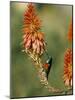 Greater Doublecollared Sunbird (Nectarinia Afra), Giant's Castle, South Africa, Africa-Steve & Ann Toon-Mounted Photographic Print