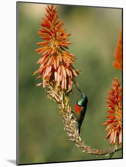 Greater Doublecollared Sunbird (Nectarinia Afra), Giant's Castle, South Africa, Africa-Steve & Ann Toon-Mounted Photographic Print