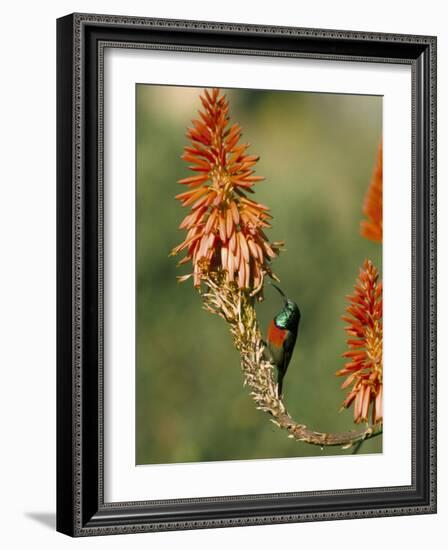 Greater Doublecollared Sunbird (Nectarinia Afra), Giant's Castle, South Africa, Africa-Steve & Ann Toon-Framed Photographic Print