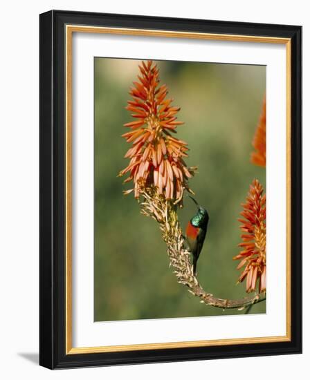 Greater Doublecollared Sunbird (Nectarinia Afra), Giant's Castle, South Africa, Africa-Steve & Ann Toon-Framed Photographic Print