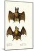 Greater False Vampire Bat, 1824-Karl Joseph Brodtmann-Mounted Giclee Print