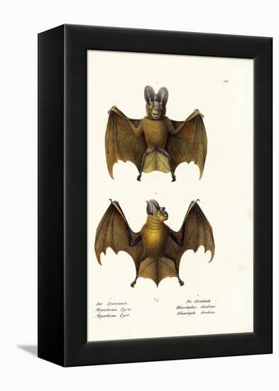 Greater False Vampire Bat, 1824-Karl Joseph Brodtmann-Framed Premier Image Canvas