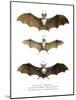 Greater False Vampire Bat, 1860-null-Mounted Giclee Print