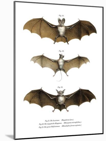 Greater False Vampire Bat, 1860-null-Mounted Giclee Print