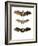 Greater False Vampire Bat, 1860-null-Framed Giclee Print