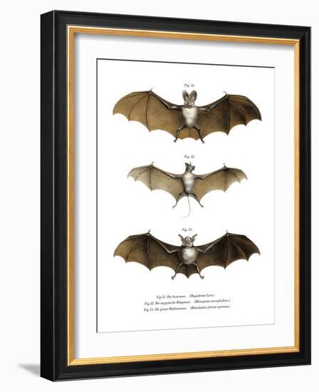Greater False Vampire Bat, 1860-null-Framed Giclee Print