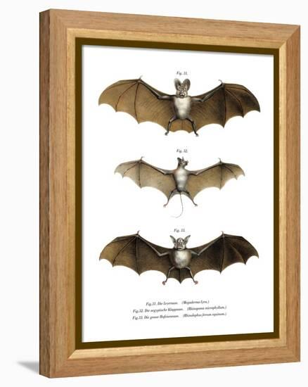 Greater False Vampire Bat, 1860-null-Framed Premier Image Canvas