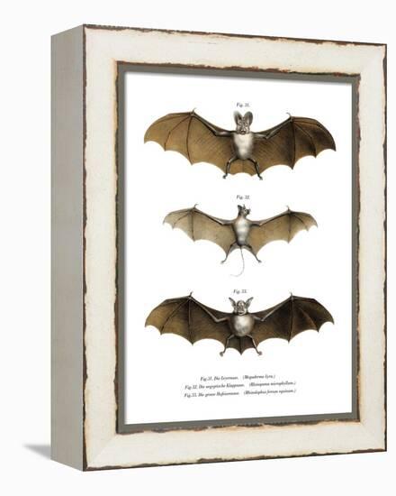 Greater False Vampire Bat, 1860-null-Framed Premier Image Canvas