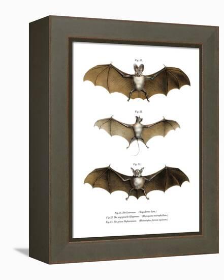 Greater False Vampire Bat, 1860-null-Framed Premier Image Canvas