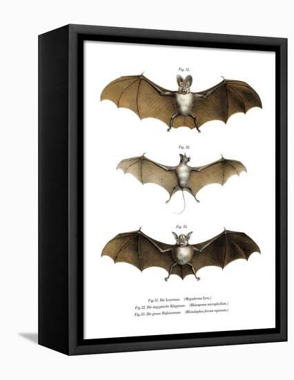 Greater False Vampire Bat, 1860-null-Framed Premier Image Canvas