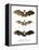 Greater False Vampire Bat, 1860-null-Framed Premier Image Canvas