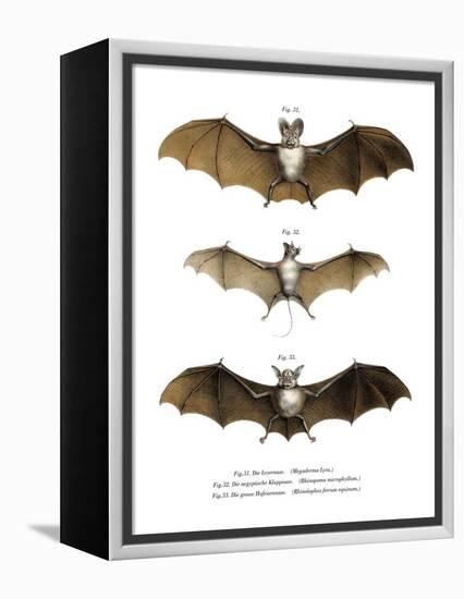 Greater False Vampire Bat, 1860-null-Framed Premier Image Canvas