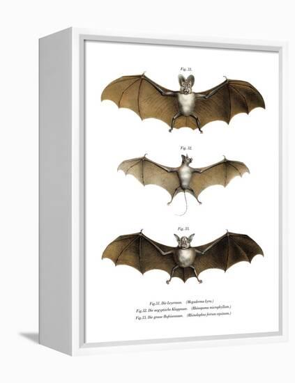 Greater False Vampire Bat, 1860-null-Framed Premier Image Canvas