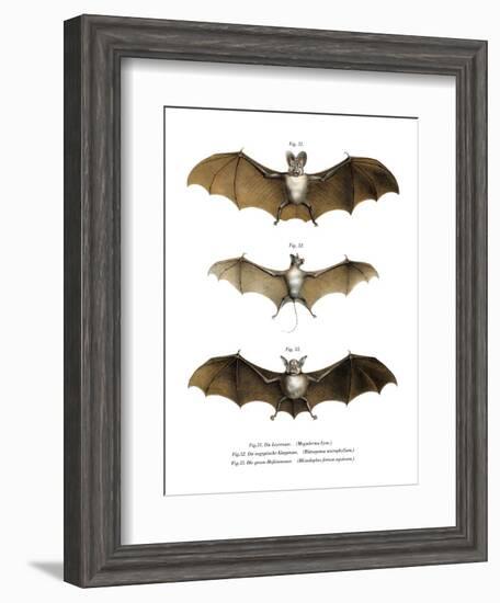 Greater False Vampire Bat, 1860-null-Framed Giclee Print