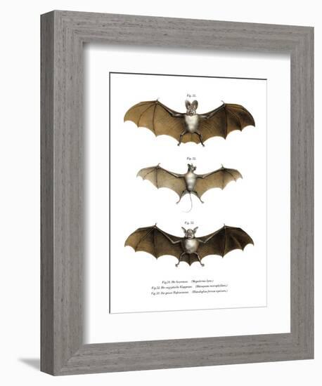 Greater False Vampire Bat, 1860-null-Framed Giclee Print