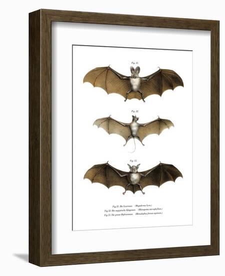 Greater False Vampire Bat, 1860-null-Framed Giclee Print