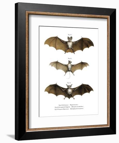 Greater False Vampire Bat, 1860-null-Framed Giclee Print