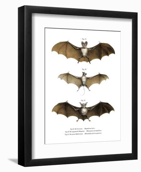 Greater False Vampire Bat, 1860-null-Framed Giclee Print