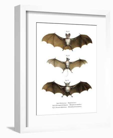 Greater False Vampire Bat, 1860-null-Framed Giclee Print