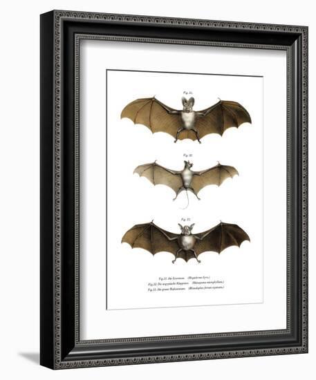 Greater False Vampire Bat, 1860-null-Framed Giclee Print