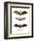 Greater False Vampire Bat, 1860-null-Framed Giclee Print