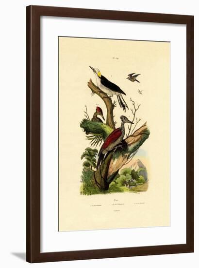 Greater Flameback, 1833-39-null-Framed Giclee Print